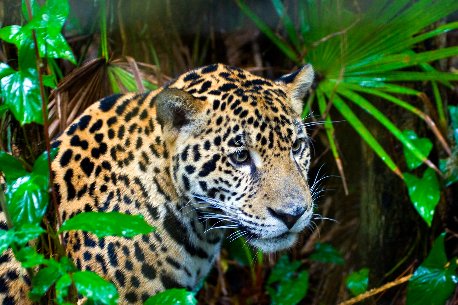 hi res image of a Jaguar
