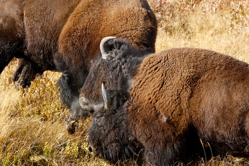 picture of bison fighting