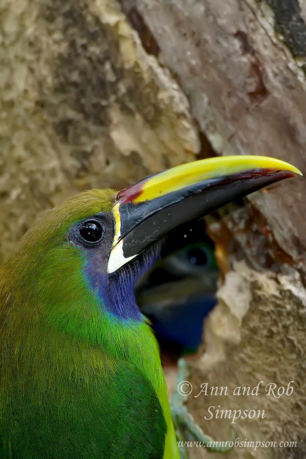 Emerald Toucanet, parent tending babies in nest, baby, Savegre, Savegre Mountain Hotel, Costa Rica, Central America,