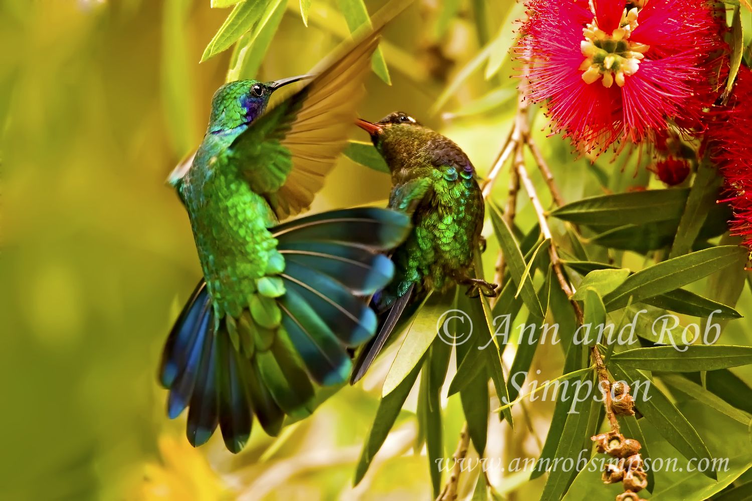 Fiery-throated Hummingbird, Savegre, Savegre Mountain Hotel, Costa Rica, Central America,