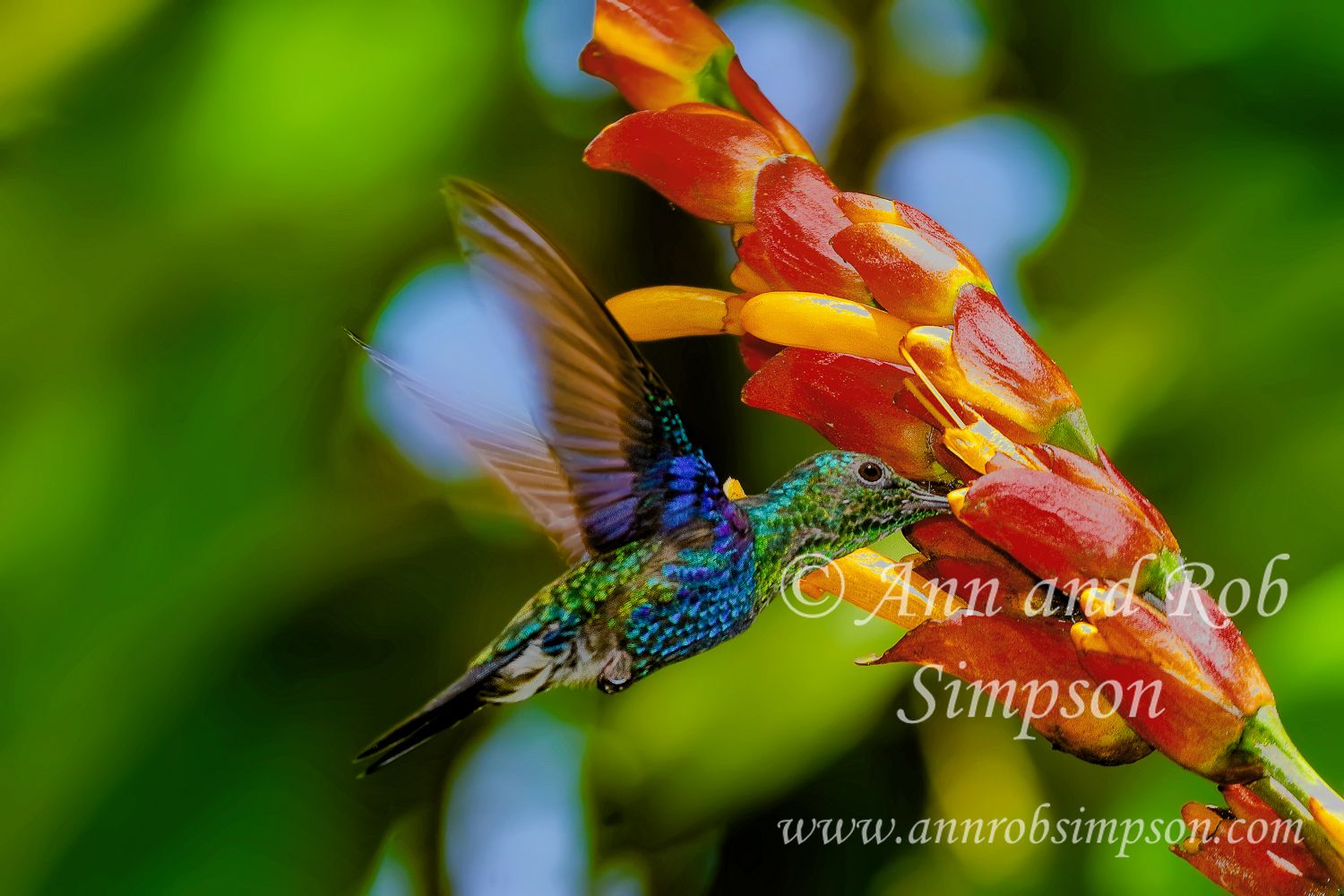 Green-crowned Woodnymph, Thalurania fannyi, hummingbird, Trochilidae; Tandayapa Bird Lodge, cloud forest; neotropical,Tandayapa Valley, Ecuador, South America; @fiile@