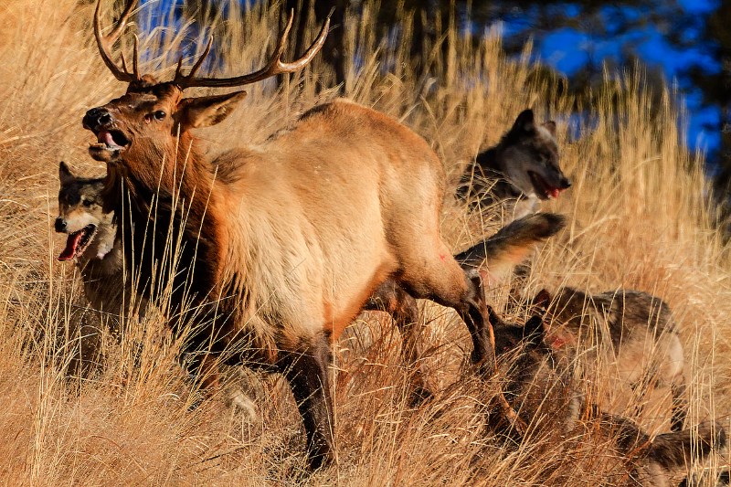 photo of elk being chased by pack of wolves