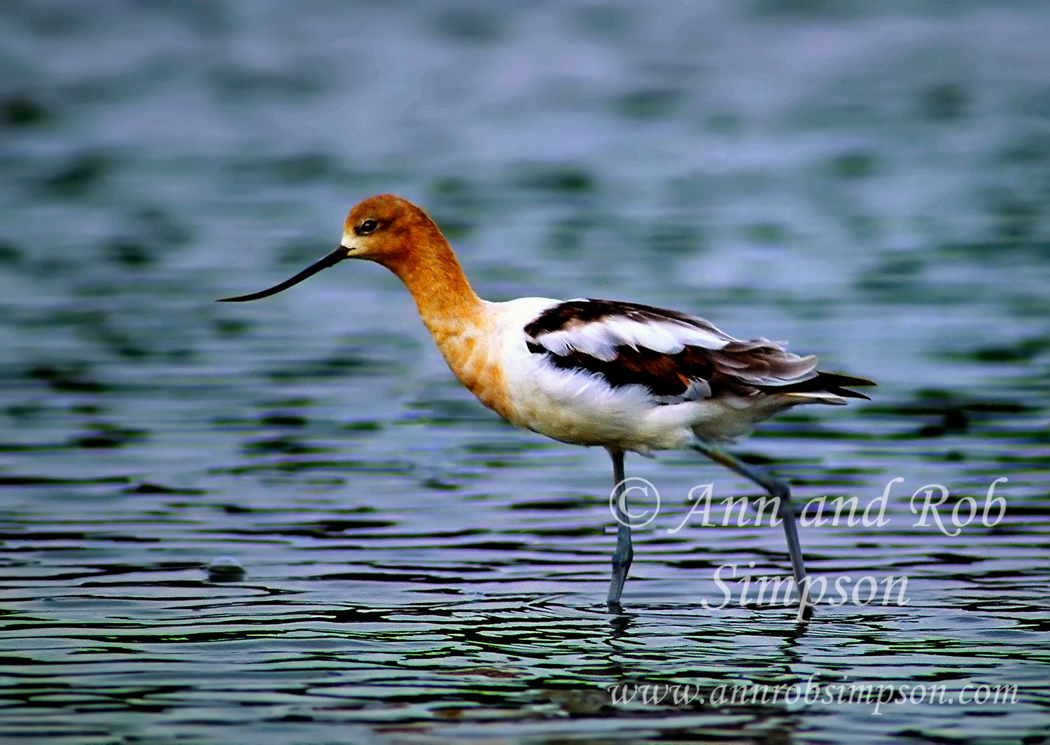 Avocet633secgns