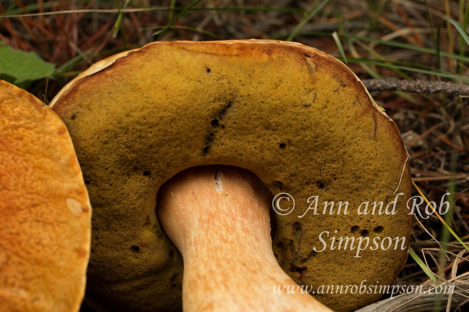 Boletus49671