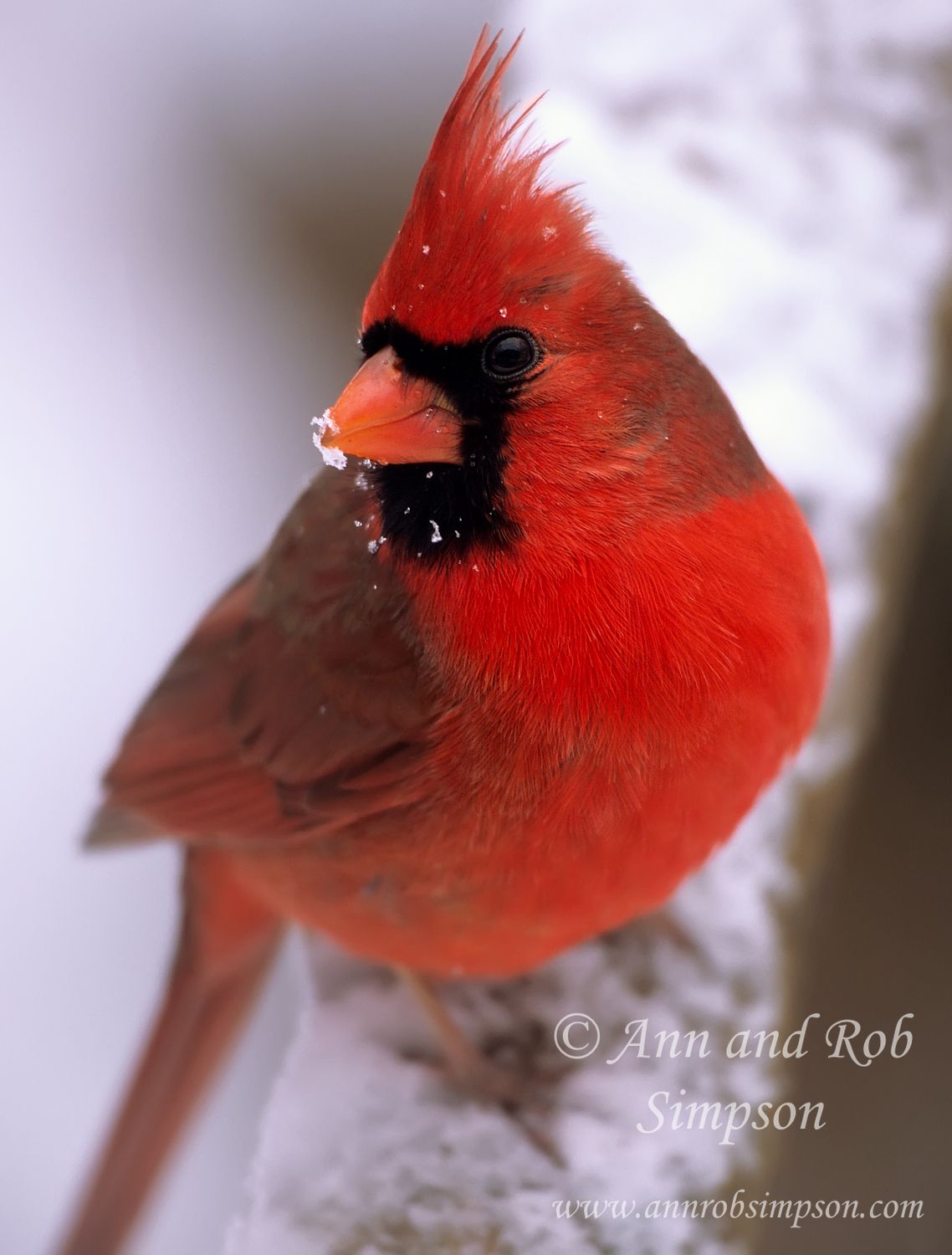 Cardinal