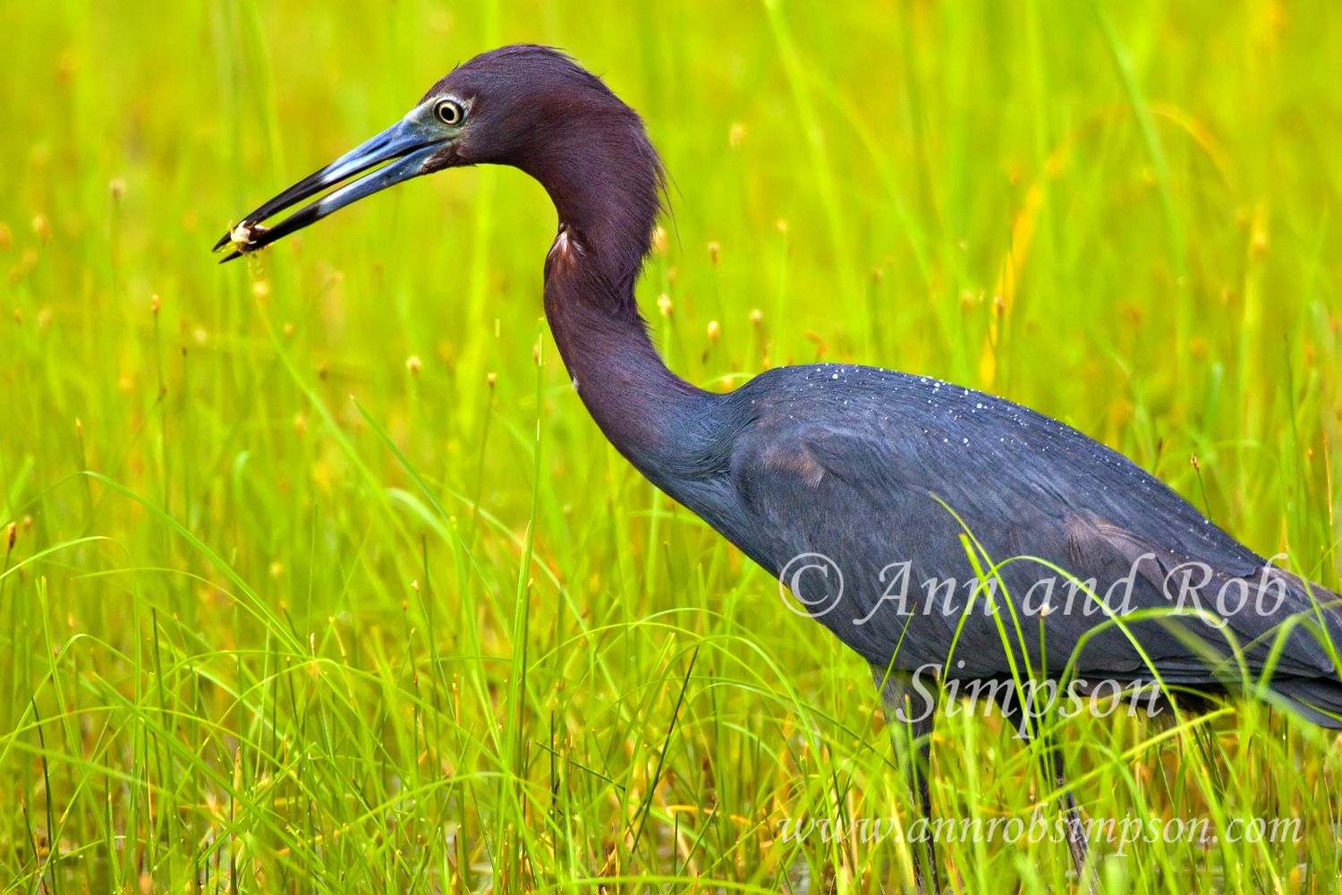 Chincoteague National Wildlife Refuge