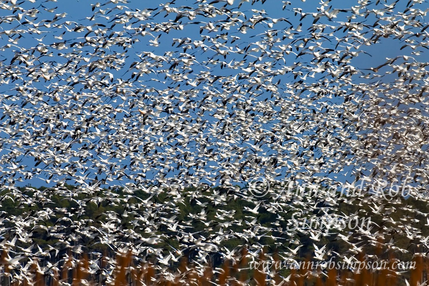 Chincoteague National Wildlife Refuge