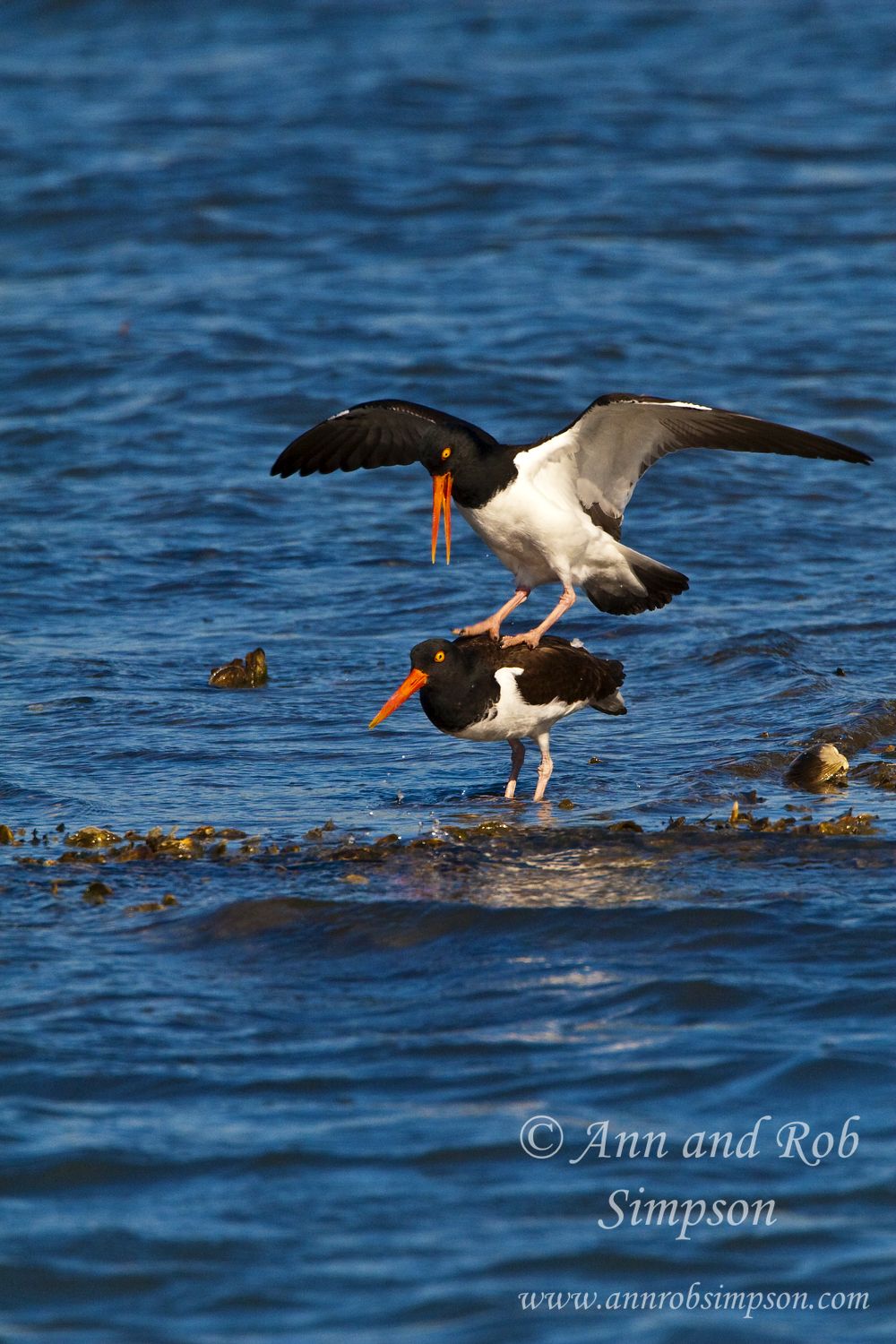 Chincoteague National Wildlife Refuge