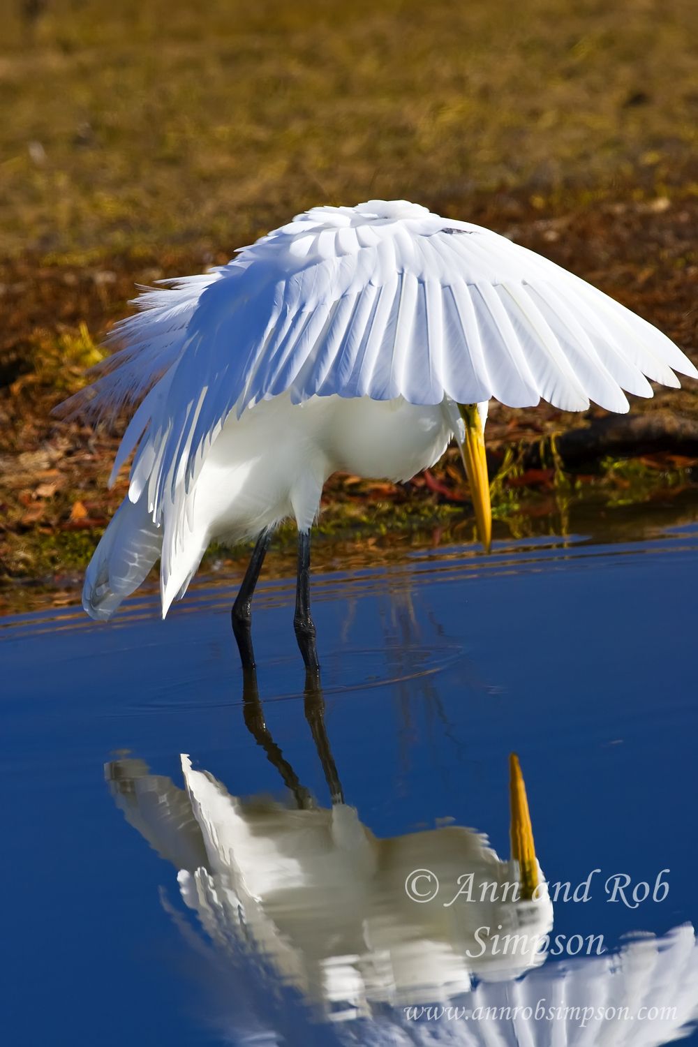 Chincoteague National Wildlife Refuge