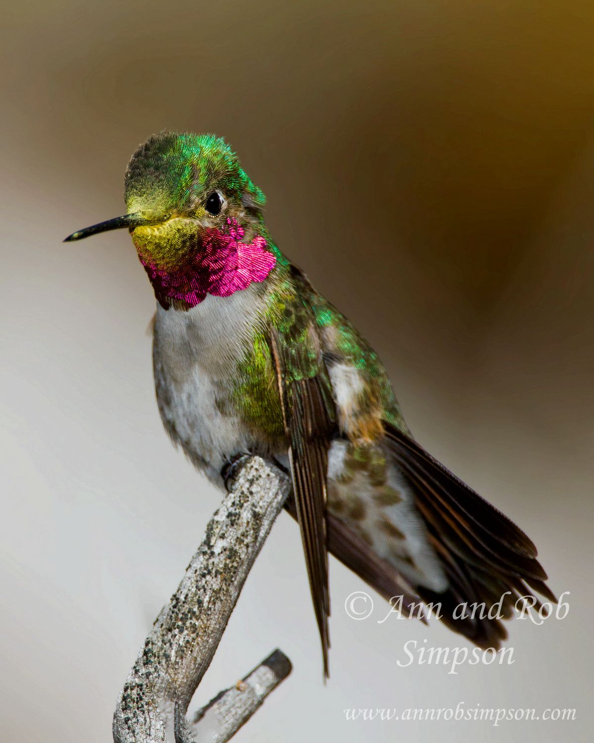 HummingbirdBt80162xzgnzse