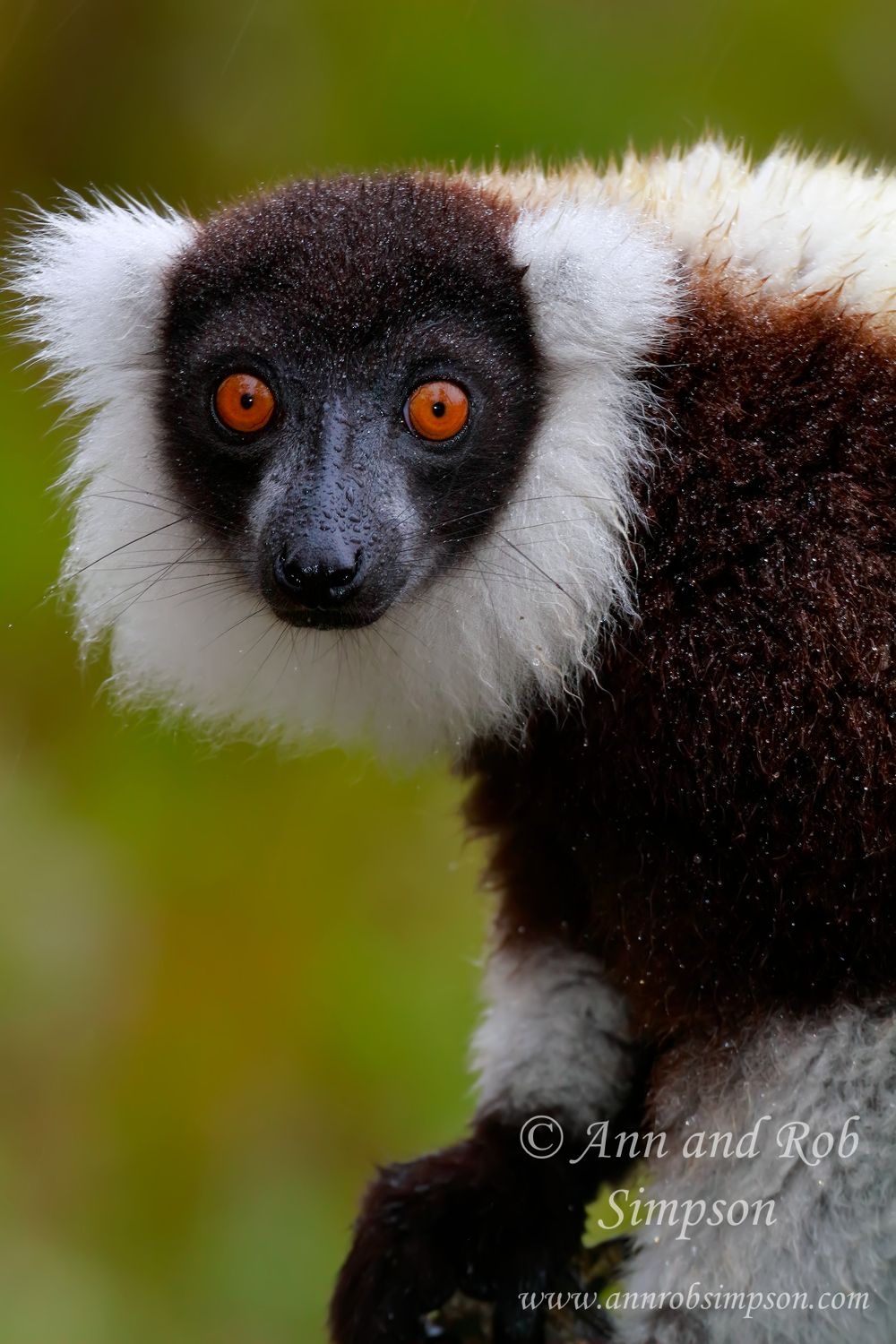 LemurBWR3553s