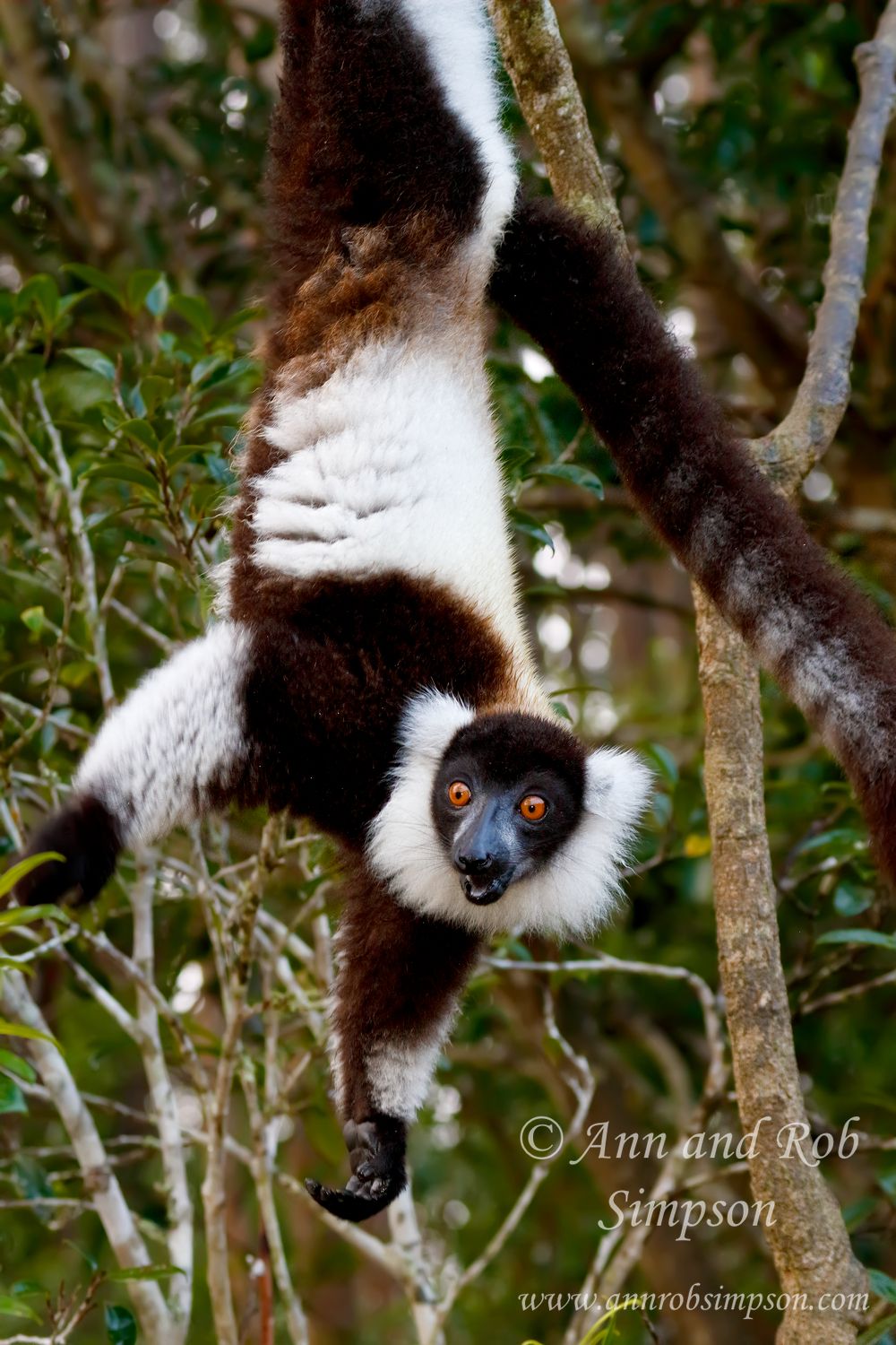 LemurBWR3952s5