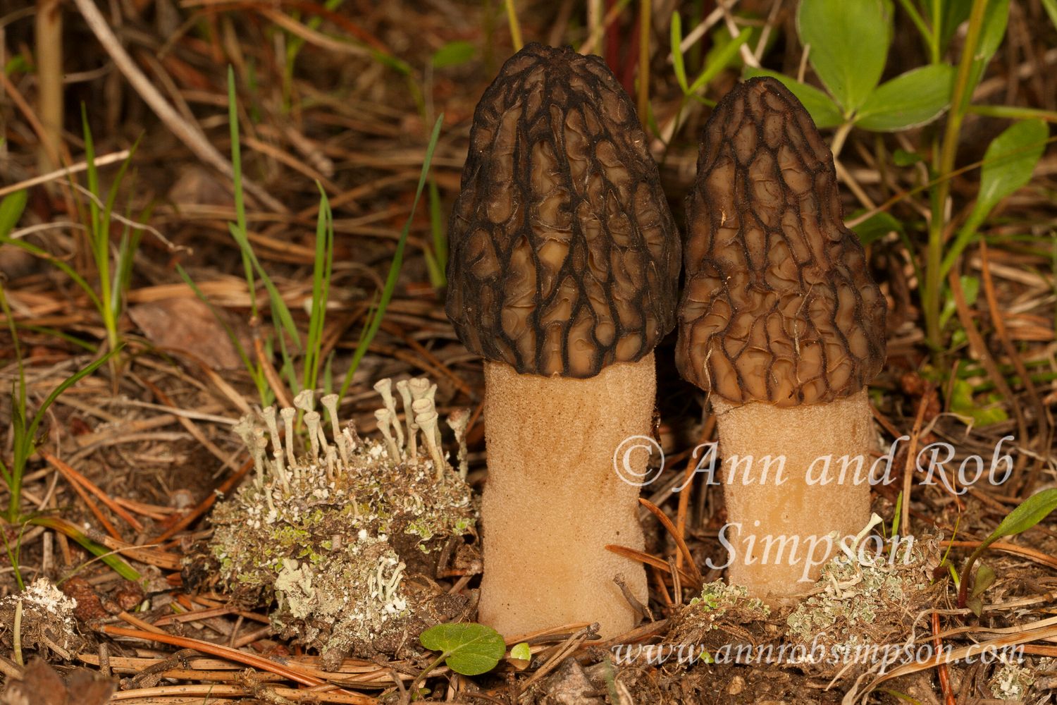 Morel6B1542