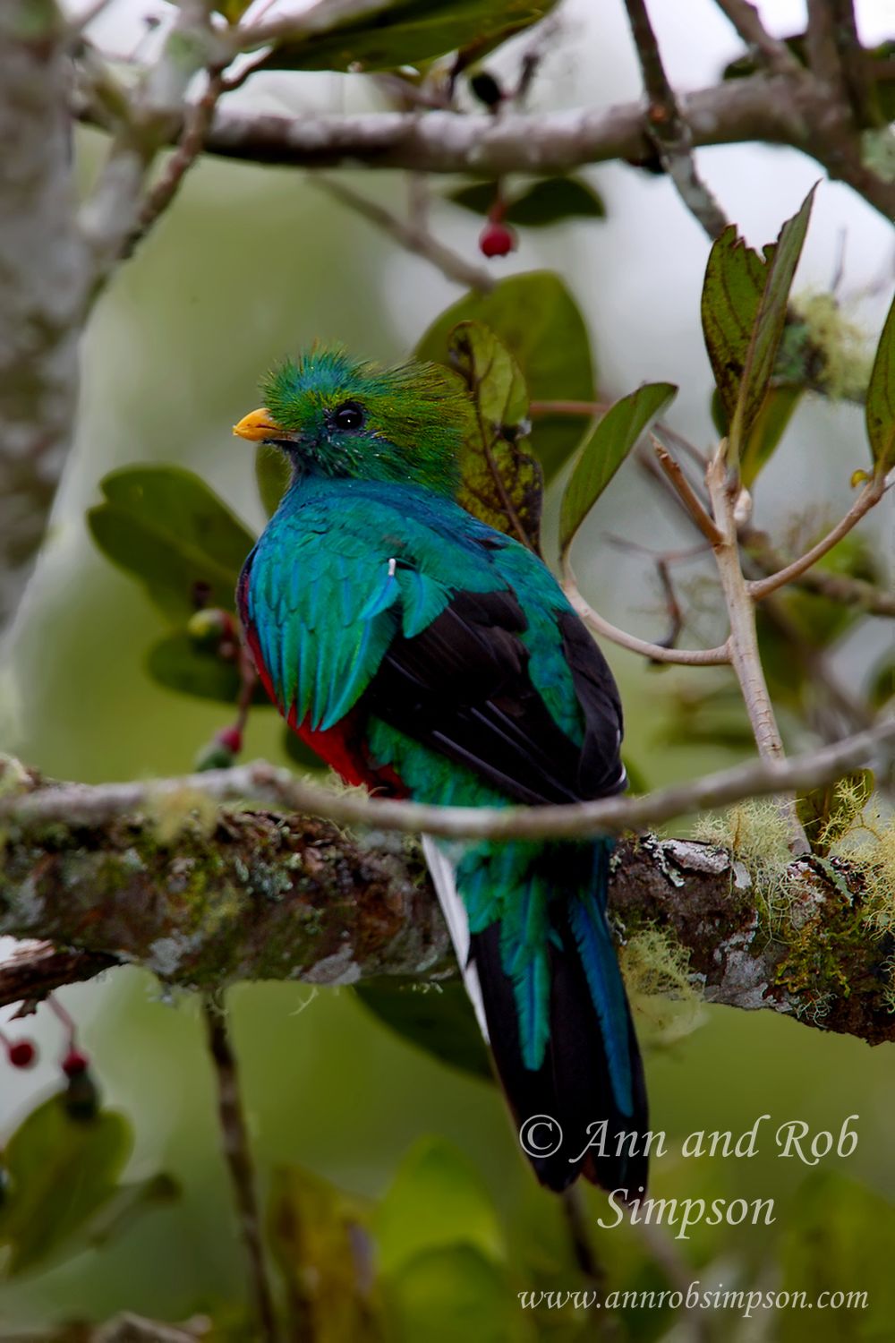 Savegre,   Savegre Mountain Hotel, Costa Rica, Central America,