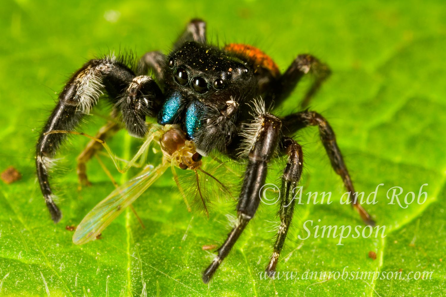 RedbackJumpingSpider67219zSs