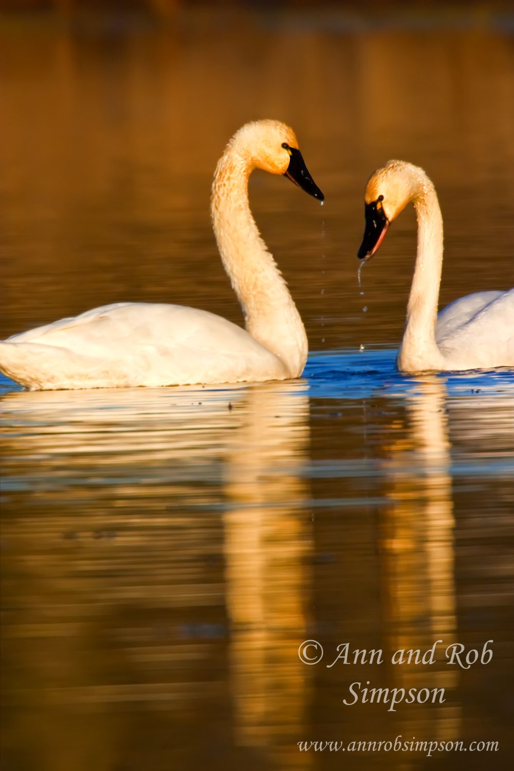 Chincoteague National Wildlife Refuge