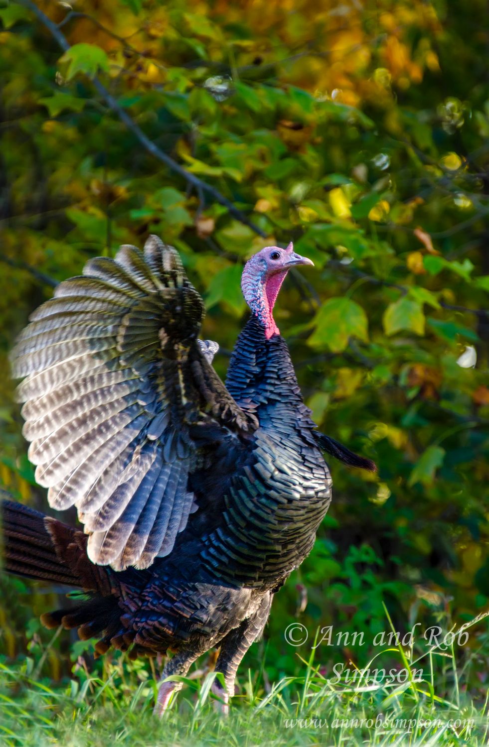 WildTurkey64976zs1ex1